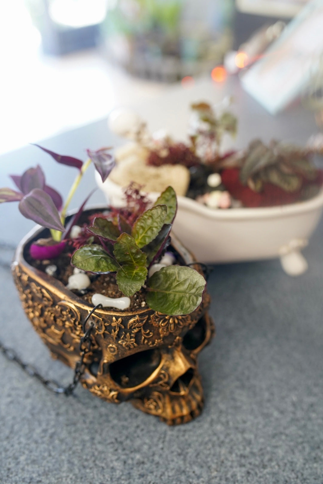 Hanging Skull Planter for Succulents and Small Plants