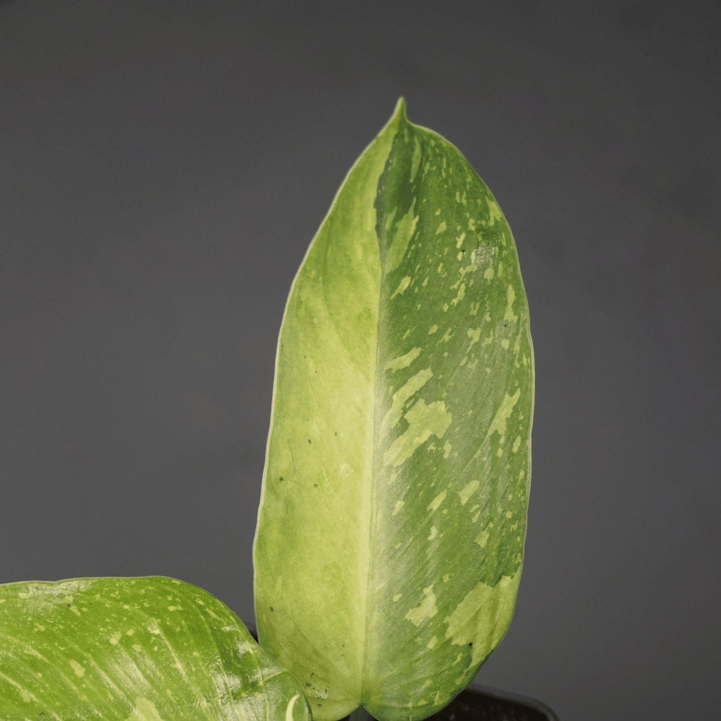 Philodendron Jose Buono