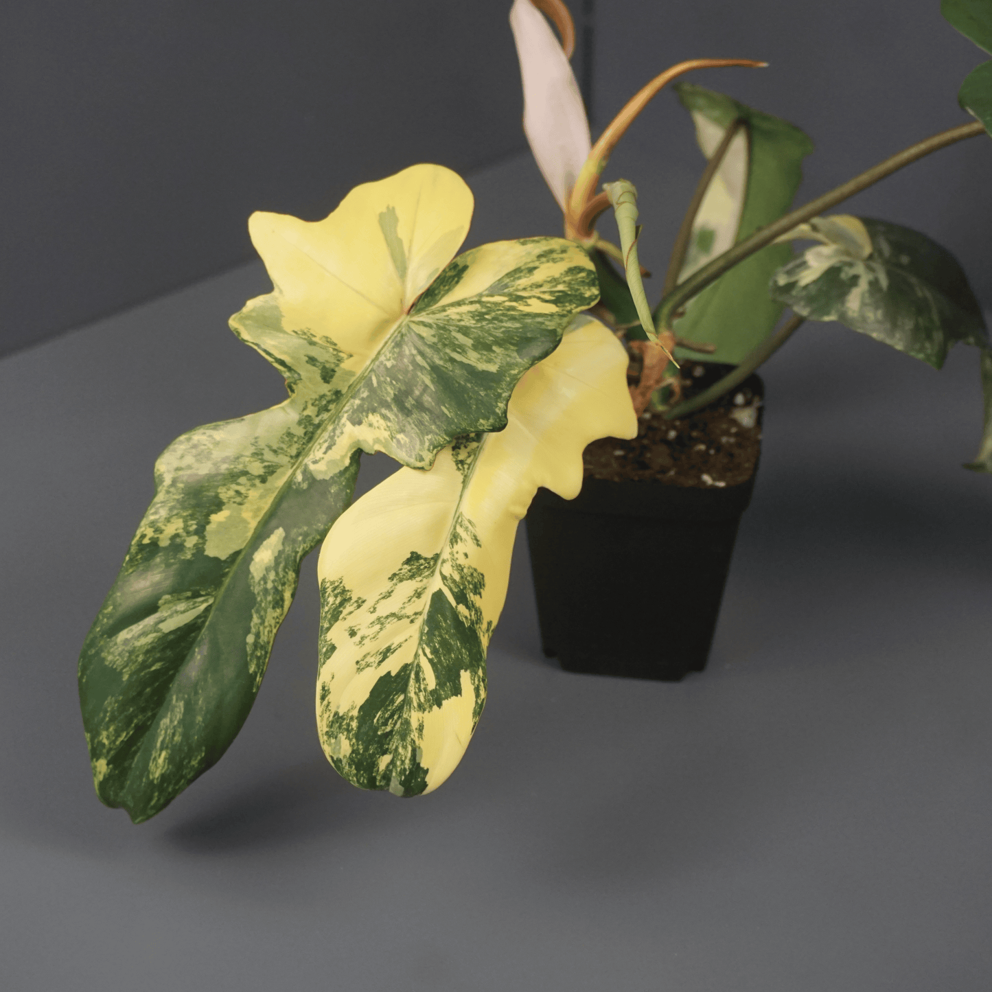 Philodendron Florida Beauty x Mayoi