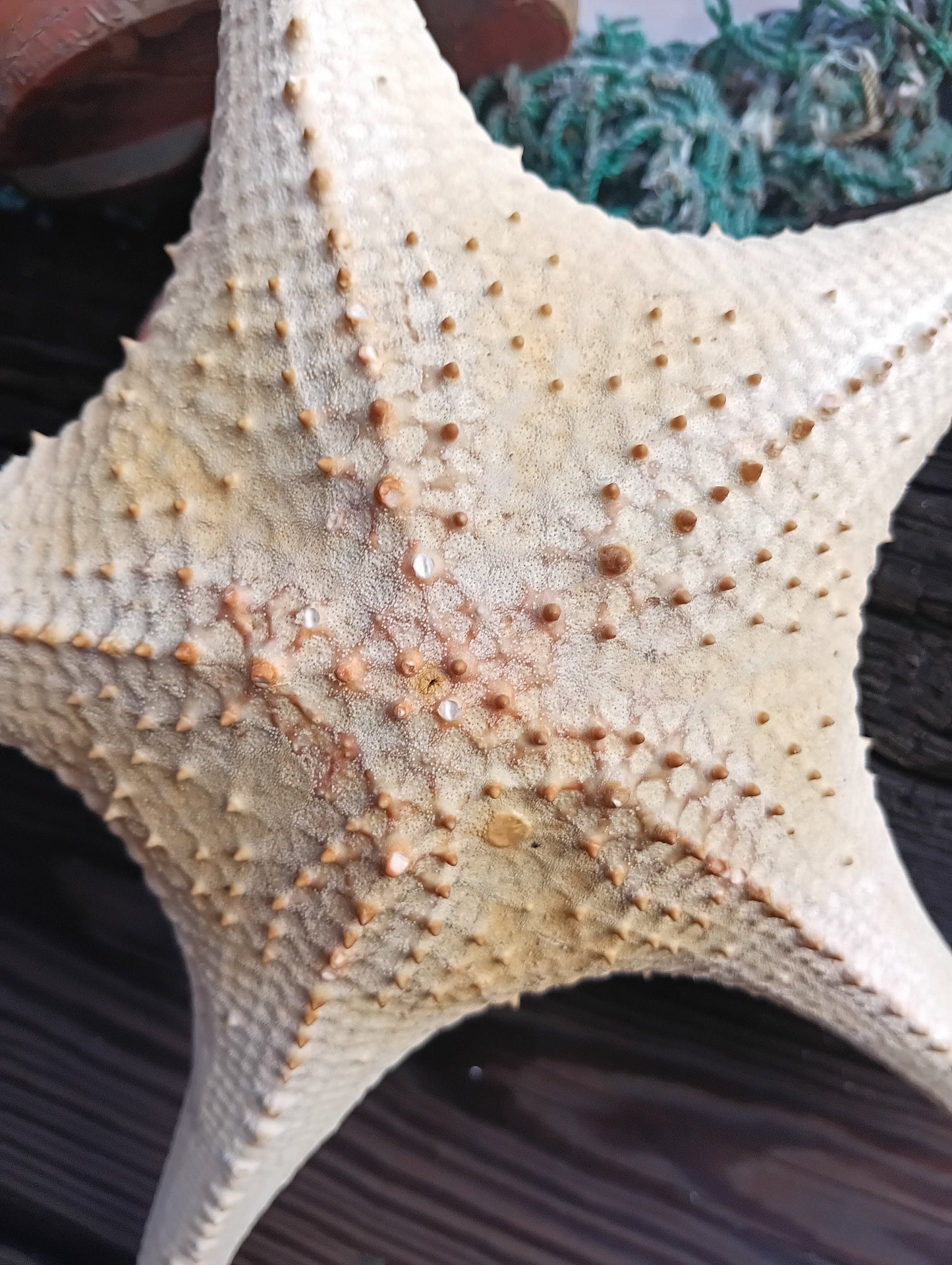 Pink Tip Starfish 14.5"
