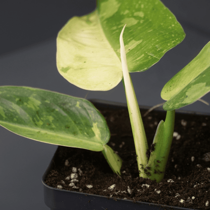 Philodendron Jose Buono