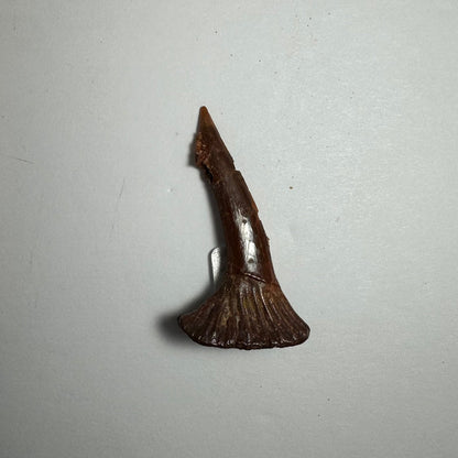 Onchopristis Barb/Tooth (SM) from Morocco