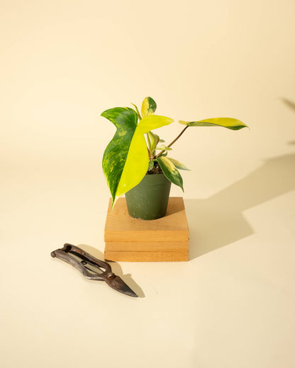 Philodendron Florida Beauty 'Sunrise' - 4" –