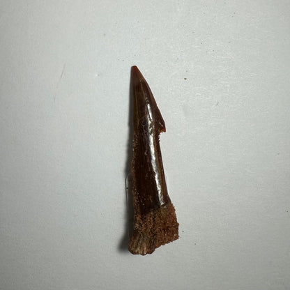 Onchopristis Barb/Tooth (SM) from Morocco