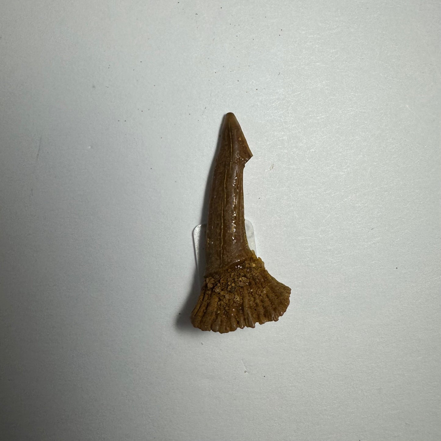 Onchopristis Barb/Tooth (SM) from Morocco