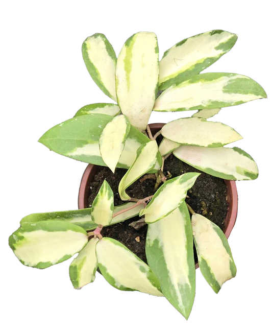 Hoya Acuta 4 inch Grower Pot –