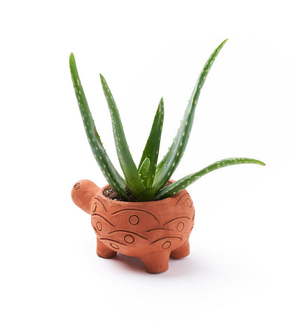 Rakshana Turtle Plant Pot - Terracotta – Garden