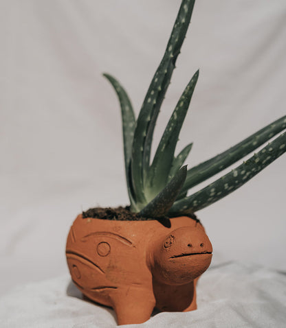 Rakshana Turtle Plant Pot - Terracotta – Garden
