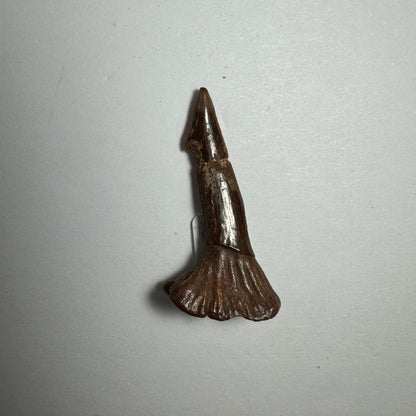 Onchopristis Barb/Tooth (SM) from Morocco