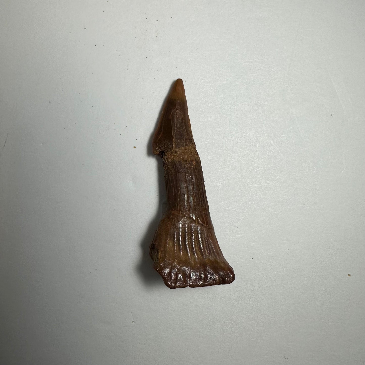 Onchopristis Barb/Tooth (SM) from Morocco