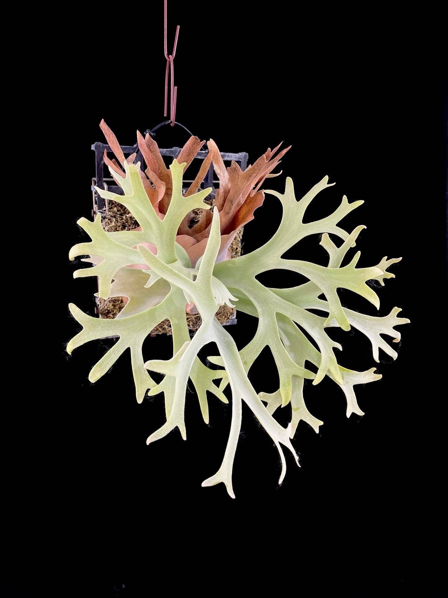 Platycerium Willinckii Lucky Girl spore ‘Dwarf Select’