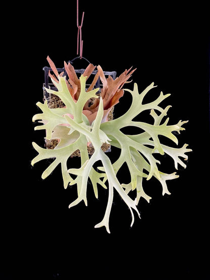 Platycerium Willinckii Lucky Girl spore ‘Dwarf Select’