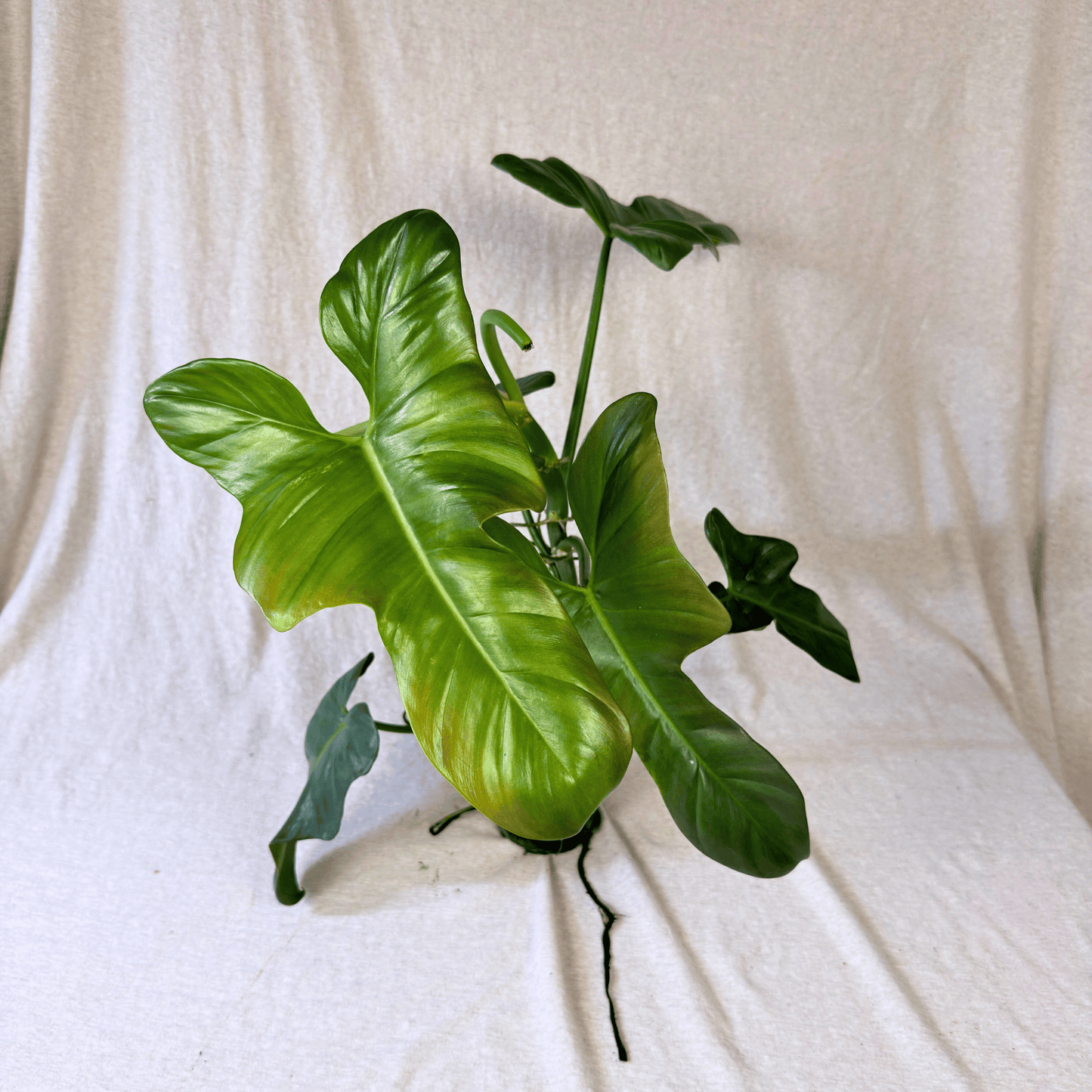 Philodendron bipennifolium 'Violin'