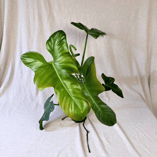 Philodendron bipennifolium 'Violin'