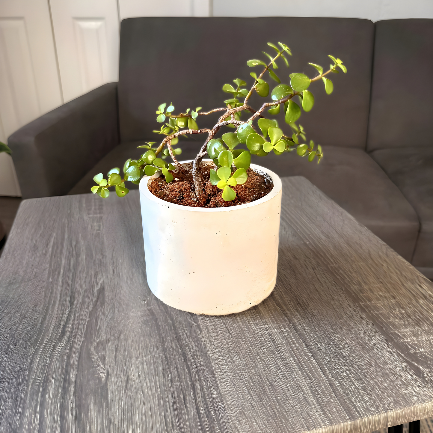 Elephant Bush – Low-Maintenance Succulent in Charlie Pot Original Soft Gray