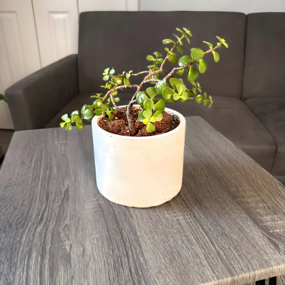 Elephant Bush – Low-Maintenance Succulent in Charlie Pot Original Soft Gray