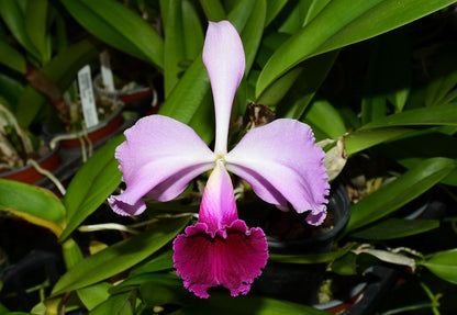 Rhyncholaeliocattleya Manabi