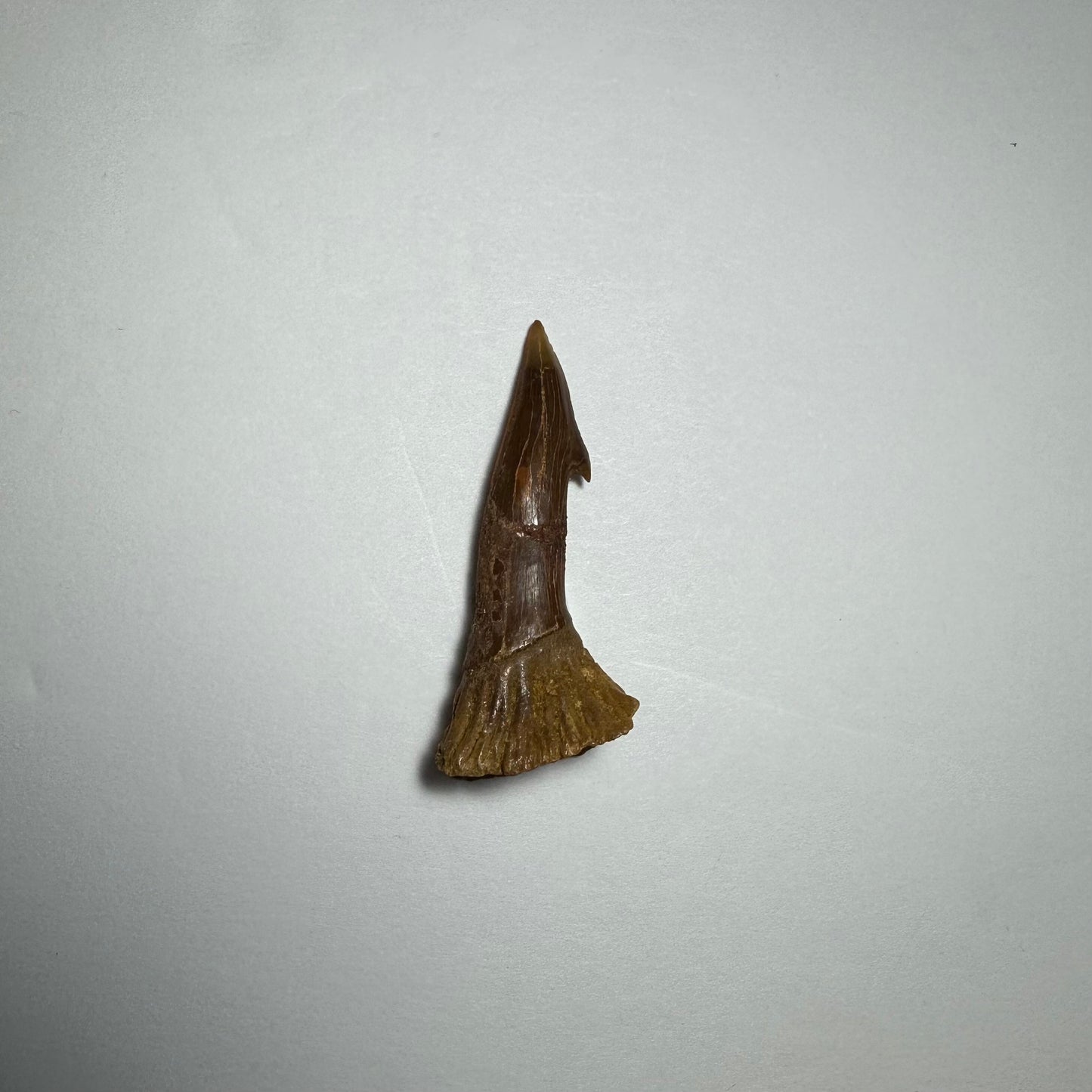 Onchopristis Barb/Tooth (SM) from Morocco