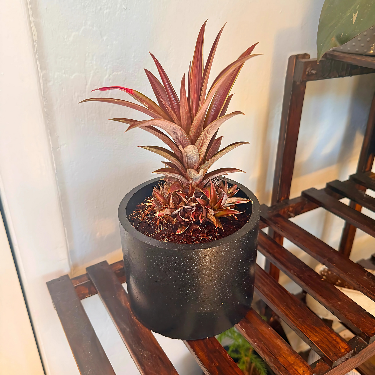 Cryptanthus Earth Star – Bronze-Red Foliage in Charlie Pot Original 6" Black