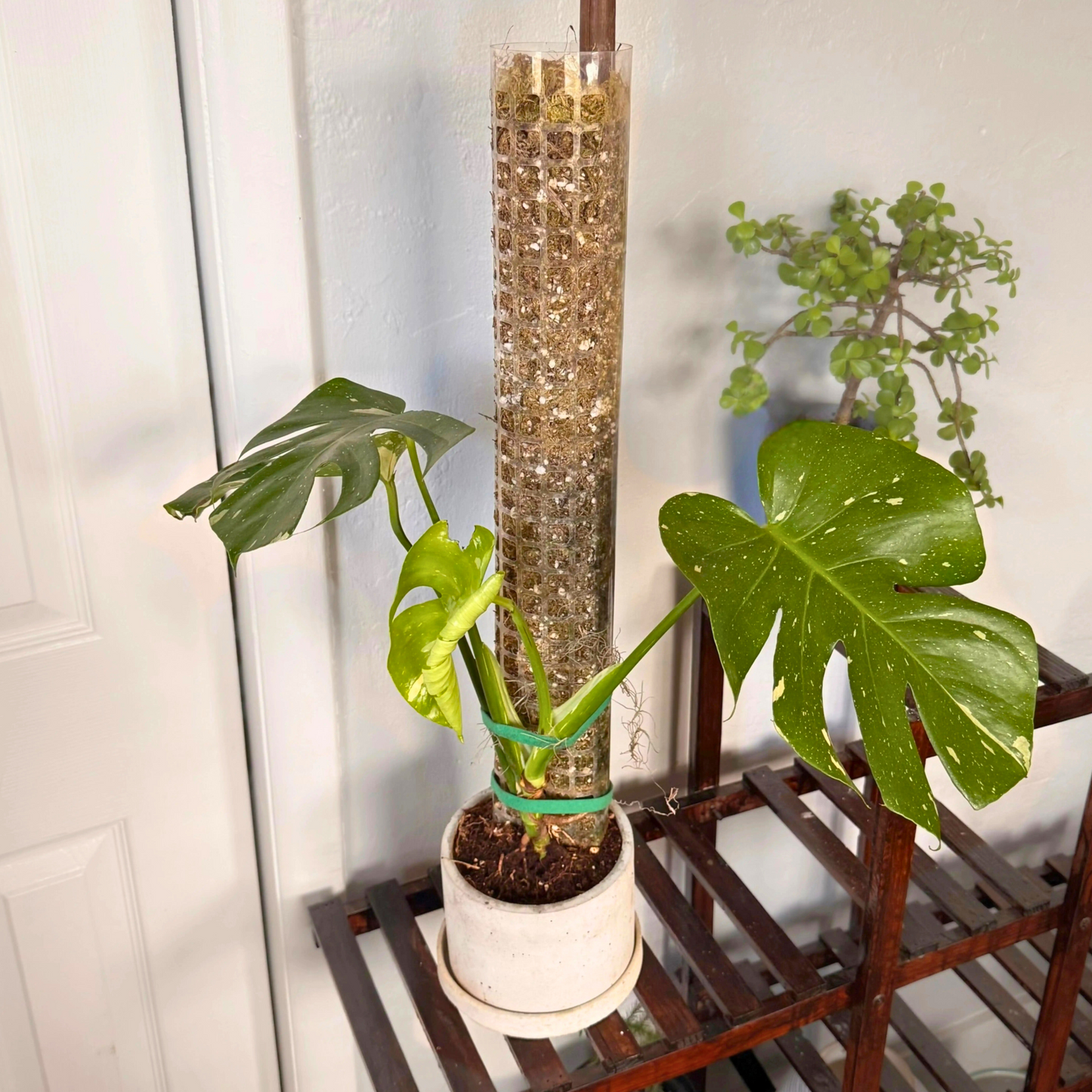 Monstera Thai Constellation – Rare Variegated Statement Plant in Charlie Pot with Grow Pole – Potted Houseplant