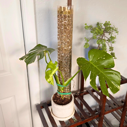 Monstera Thai Constellation – Rare Variegated Statement Plant in Charlie Pot with Grow Pole – Potted Houseplant