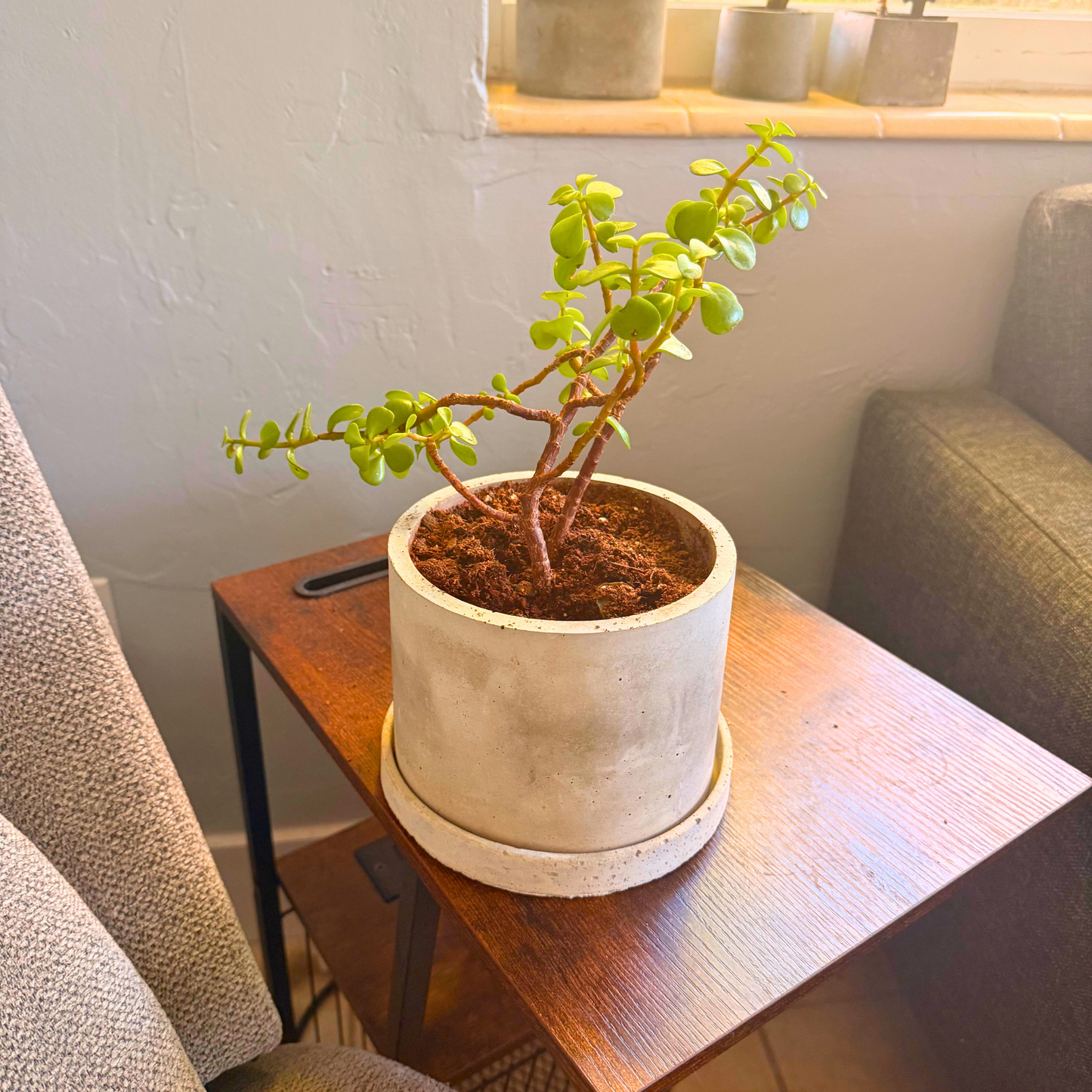 Elephant Bush – Low-Maintenance Succulent in Charlie Pot Original Soft Gray