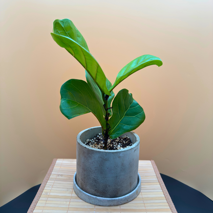 Fiddle Leaf Fig in 6” Charlie Pot (Slate Gray) – Indoor Statement Plant