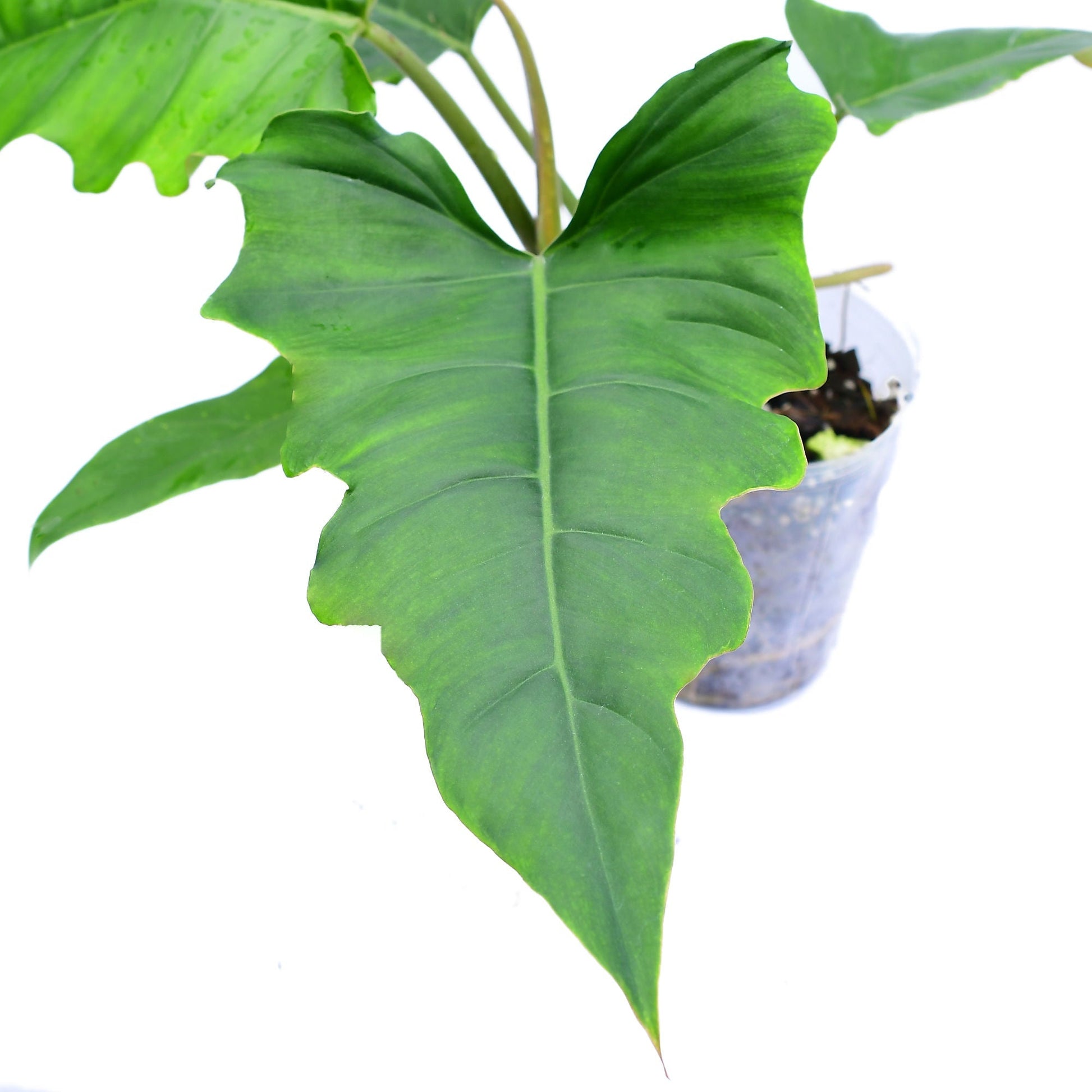 Philodendron Pinnatilobum x Tortum - Rare Hybrid – Aroids