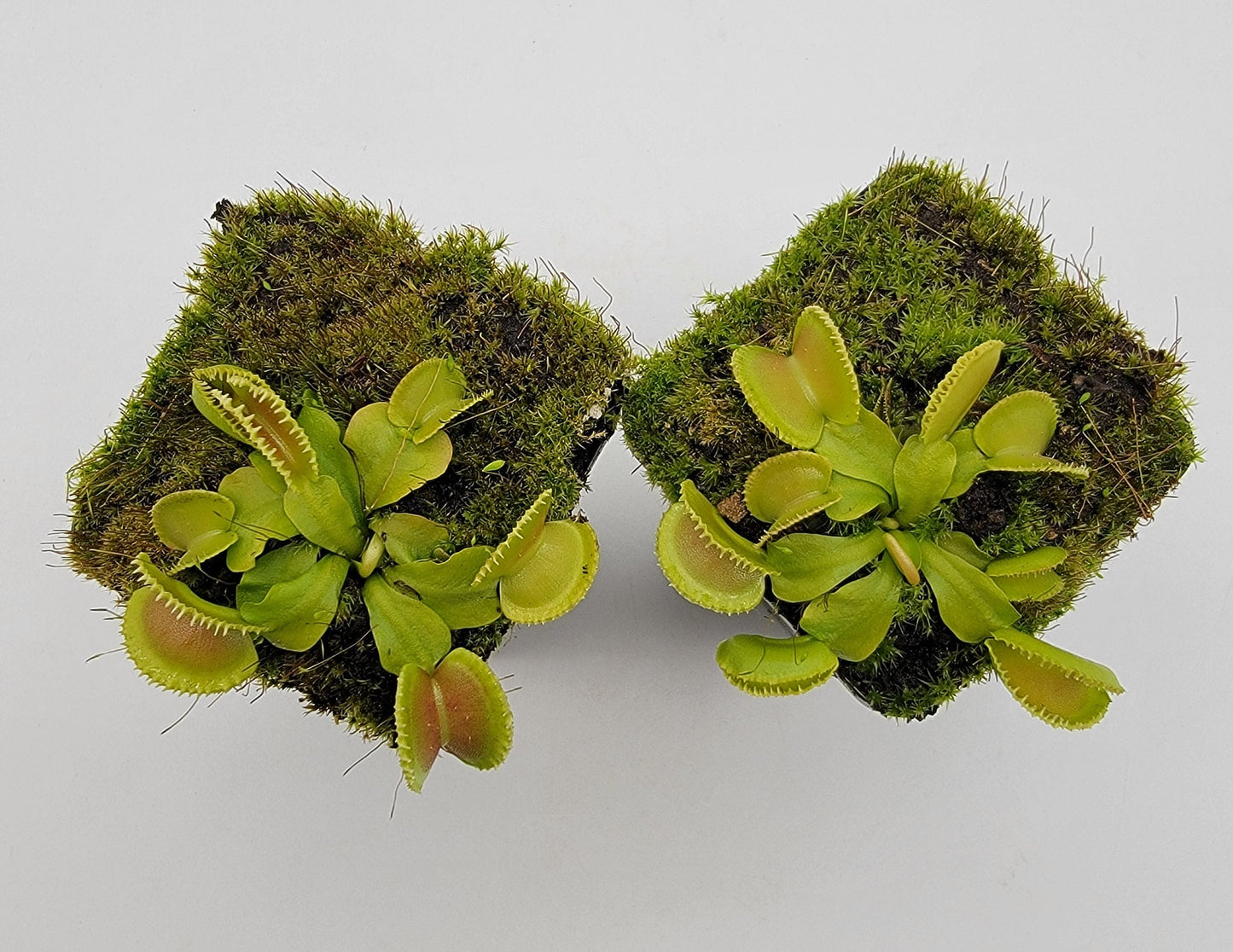 Venus Flytrap 'Cracker' – Live Carnivorous Plant – Venus flytrap