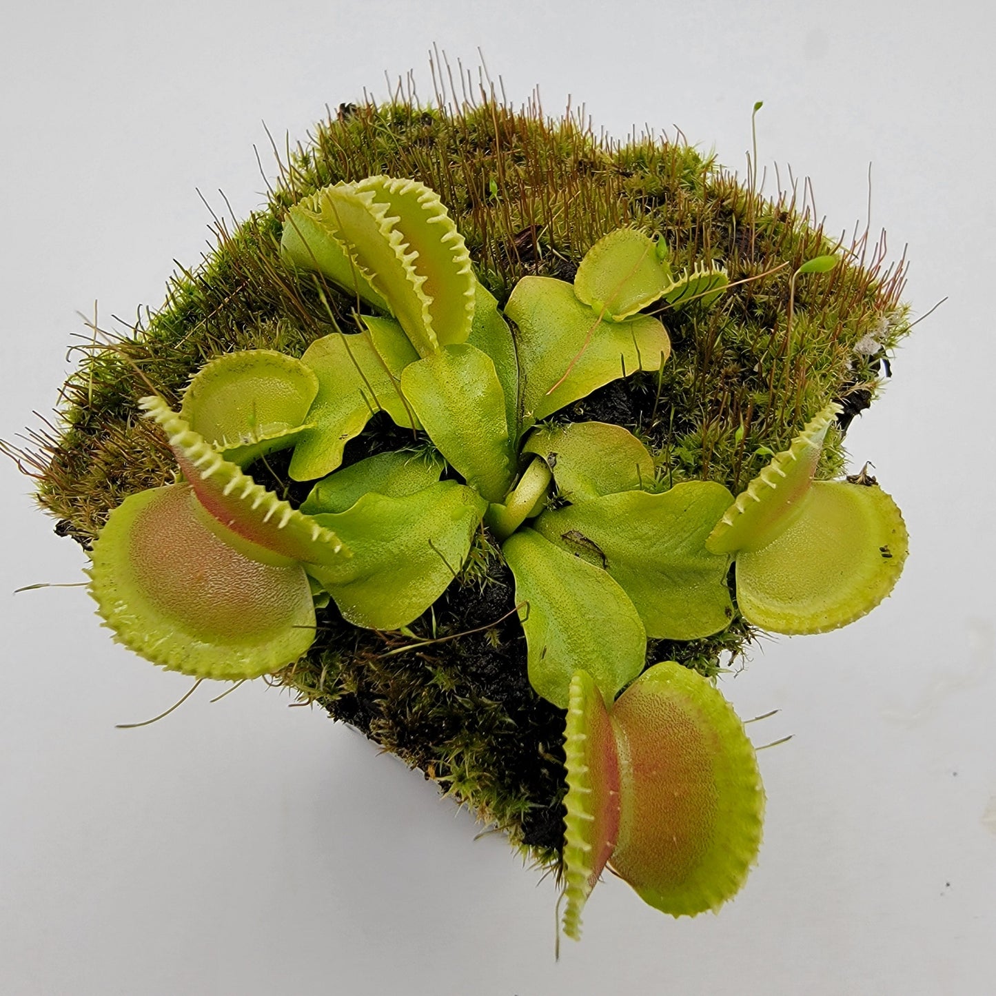 Venus Flytrap 'Cracker' – Live Carnivorous Plant – Venus flytrap