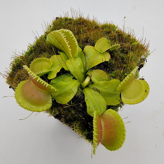 Venus Flytrap 'Cracker' – Live Carnivorous Plant – Venus flytrap