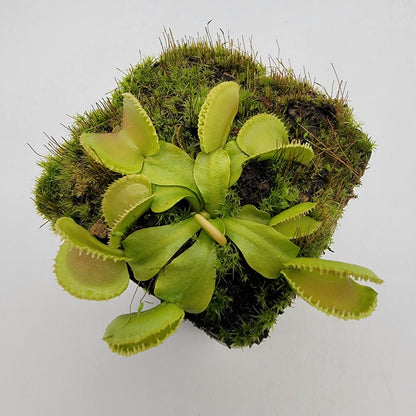 Venus Flytrap 'Cracker' – Live Carnivorous Plant – Venus flytrap
