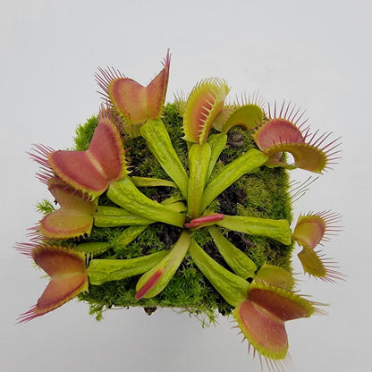 Venus flytrap (Dionaea muscipula) 'Schuppenstiel II'