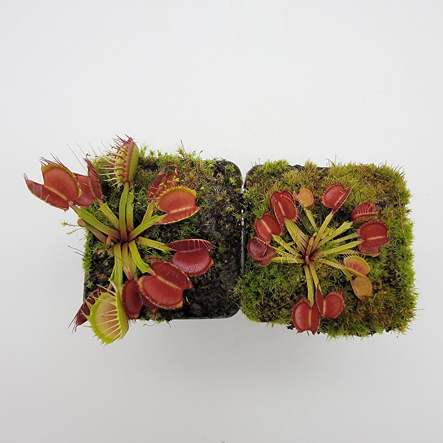 Venus Flytrap 'Long Red Fingers' – Live Carnivorous Plant – Venus flytrap