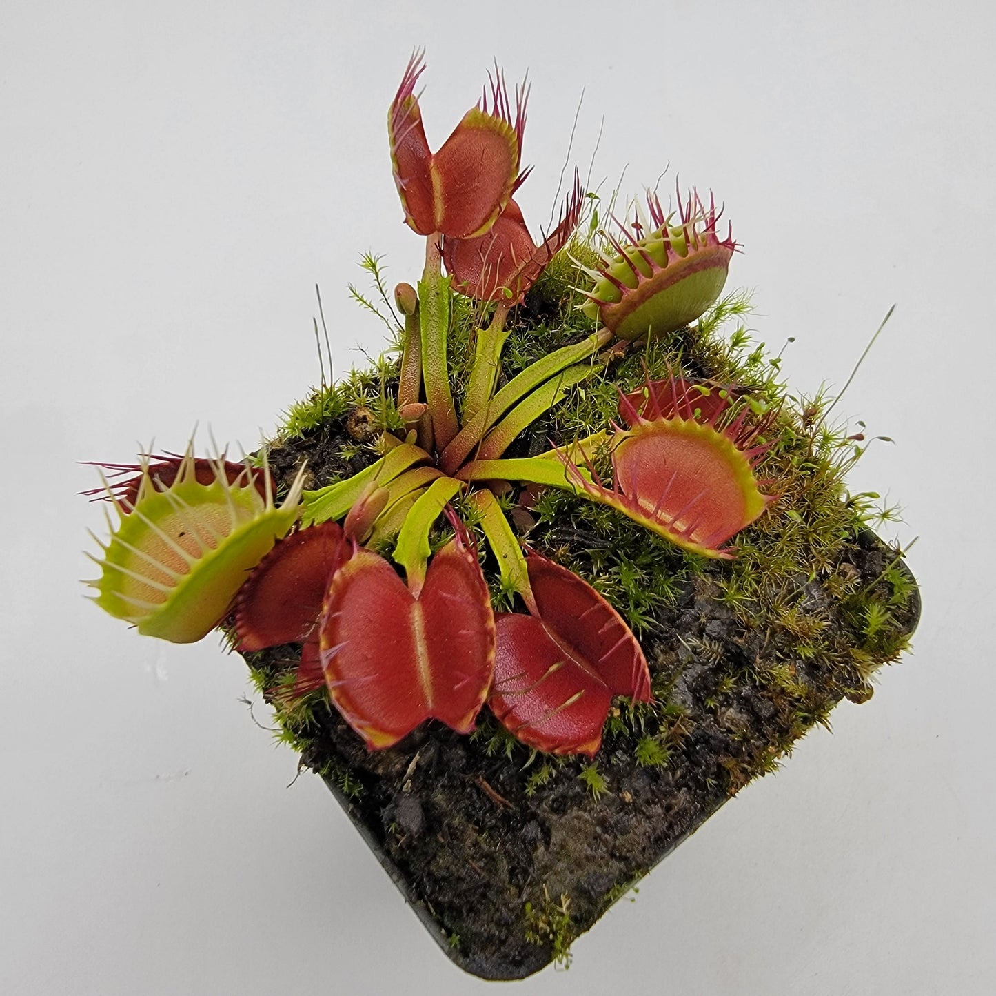 Venus Flytrap 'Long Red Fingers' – Live Carnivorous Plant – Venus flytrap