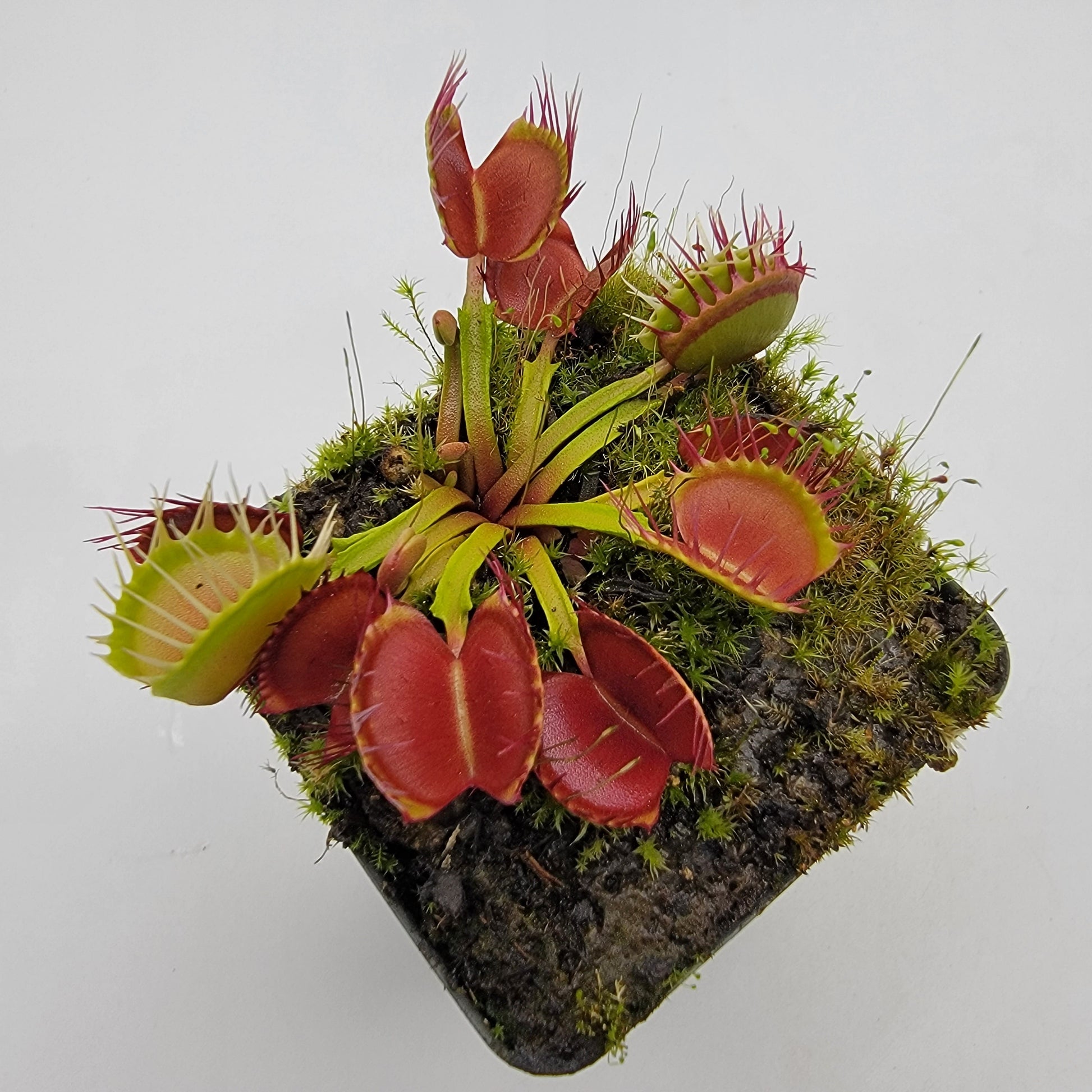 Venus Flytrap 'Long Red Fingers' – Live Carnivorous Plant – Venus flytrap