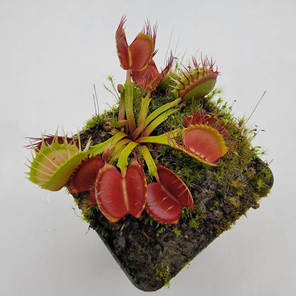 Venus Flytrap 'Long Red Fingers' – Live Carnivorous Plant – Venus flytrap