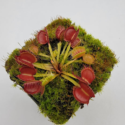Venus Flytrap 'Long Red Fingers' – Live Carnivorous Plant – Venus flytrap