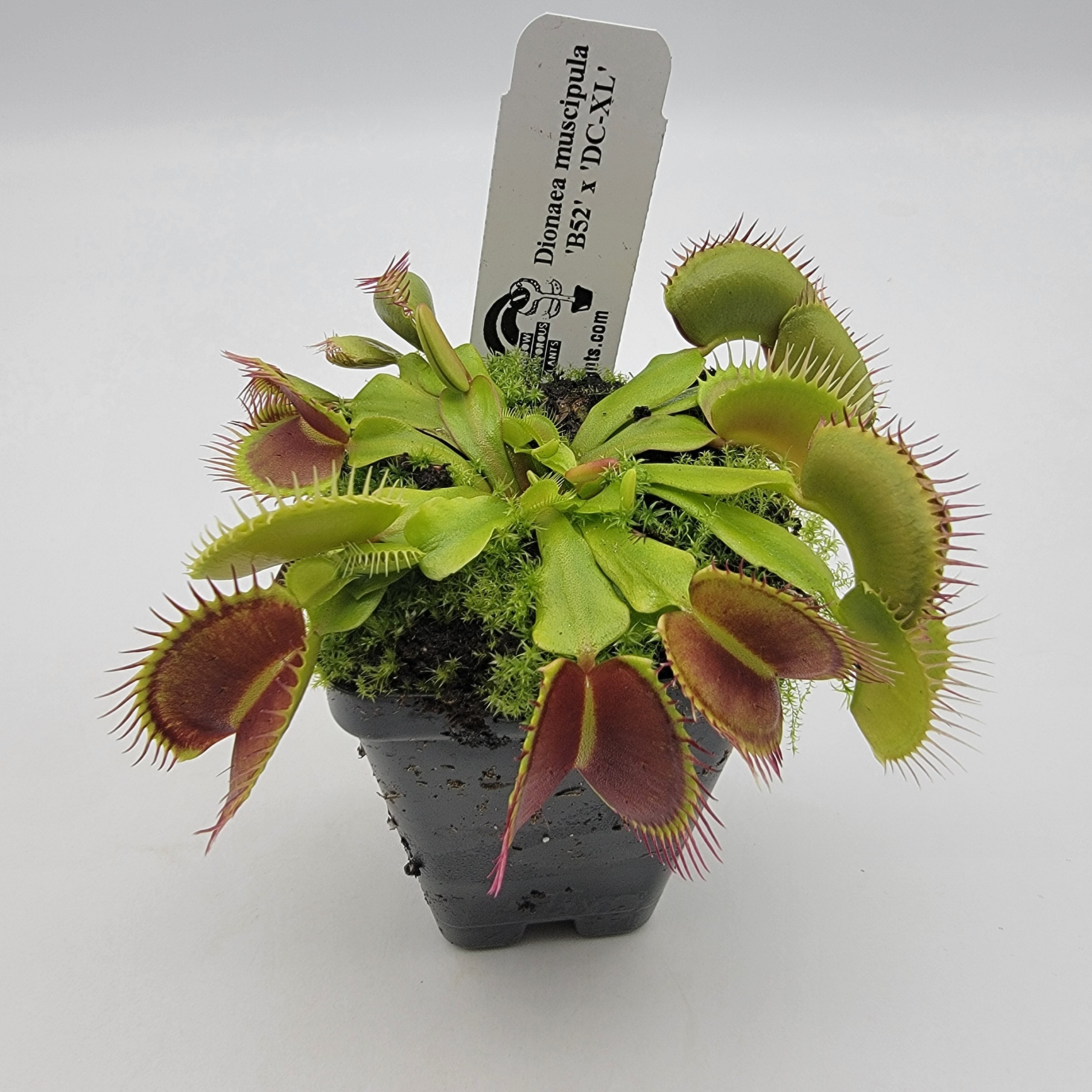 Venus Flytrap 'B52 x DC-XL' – Live Carnivorous Plant – Moon Water
