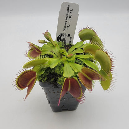 Venus Flytrap 'B52 x DC-XL' – Live Carnivorous Plant – Venus flytrap