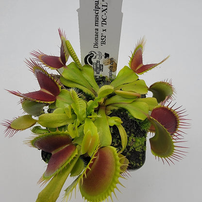 Venus Flytrap 'B52 x DC-XL' – Live Carnivorous Plant – Venus flytrap