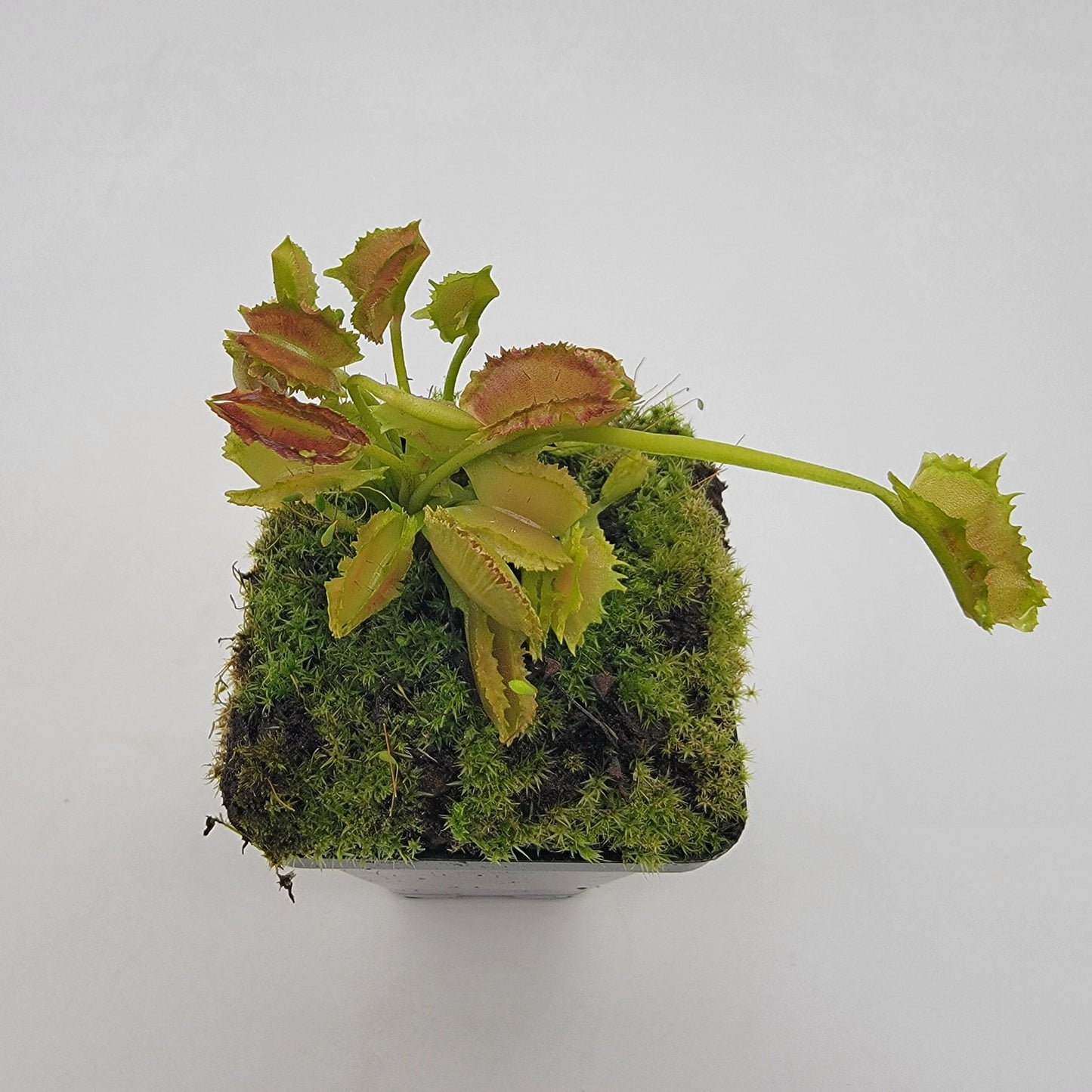 Venus Flytrap 'Biohazard II' – Live Carnivorous Plant 1–2" – Venus flytrap