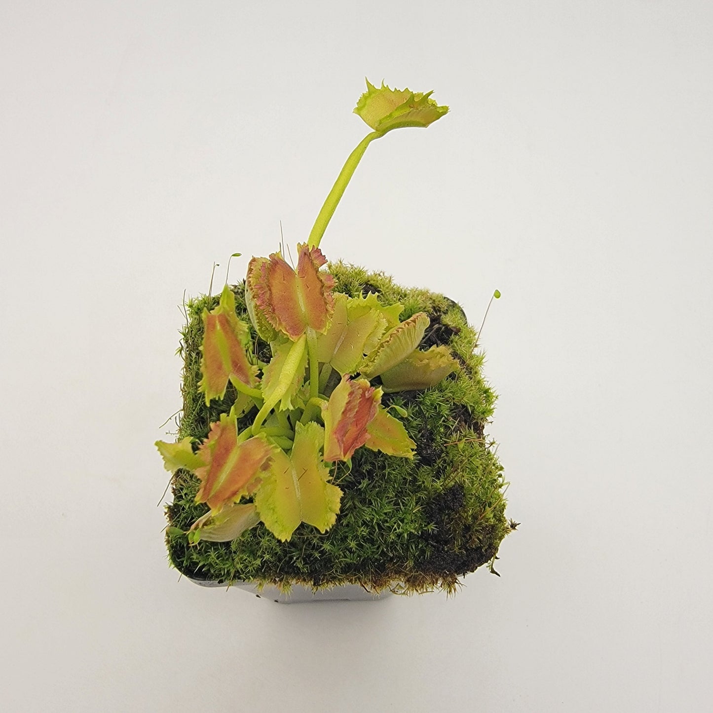 Venus Flytrap 'Biohazard II' – Live Carnivorous Plant 1–2" – Venus flytrap