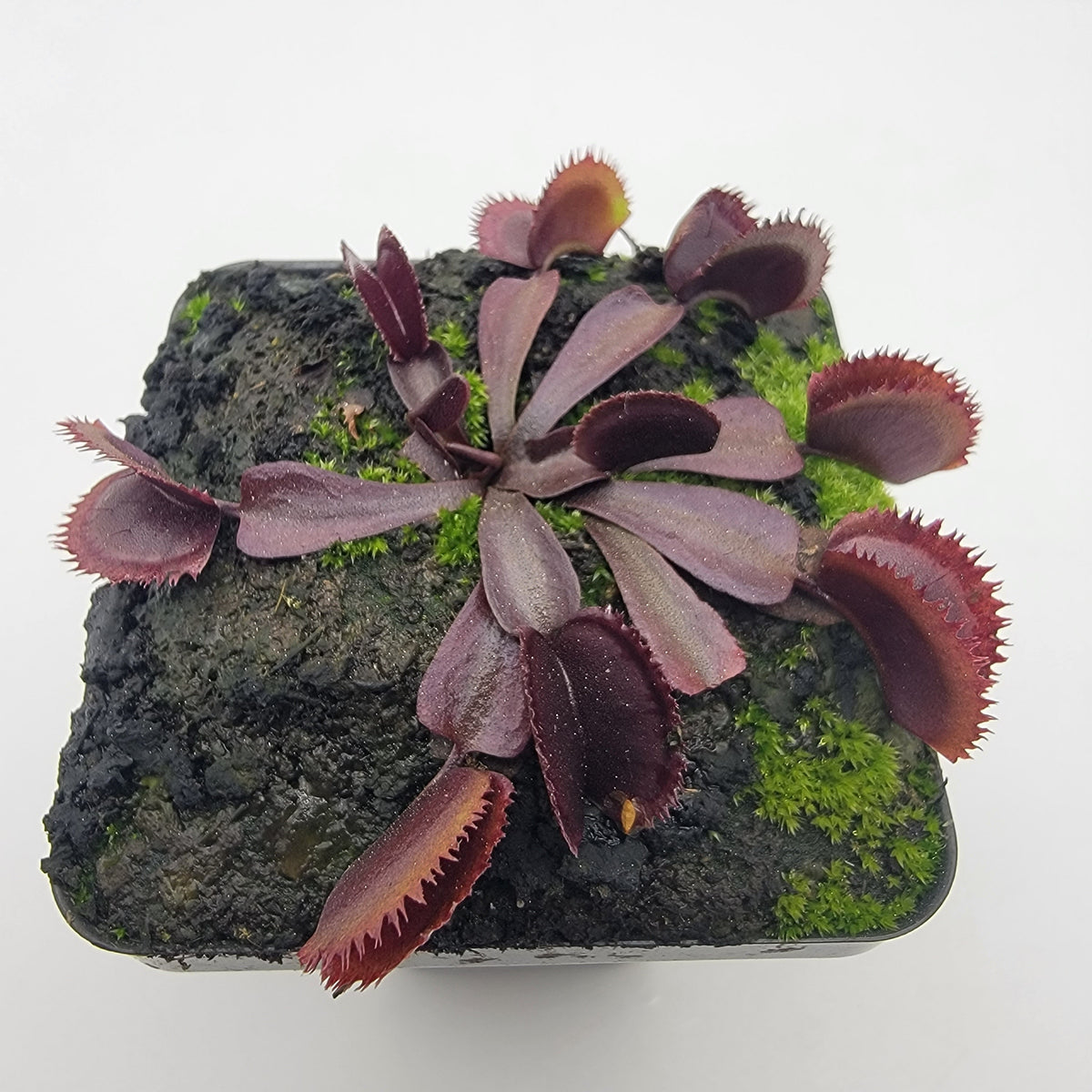 Midnight Venus Flytrap (Dionaea muscipula) – Live Carnivorous Plant – Venus flytrap