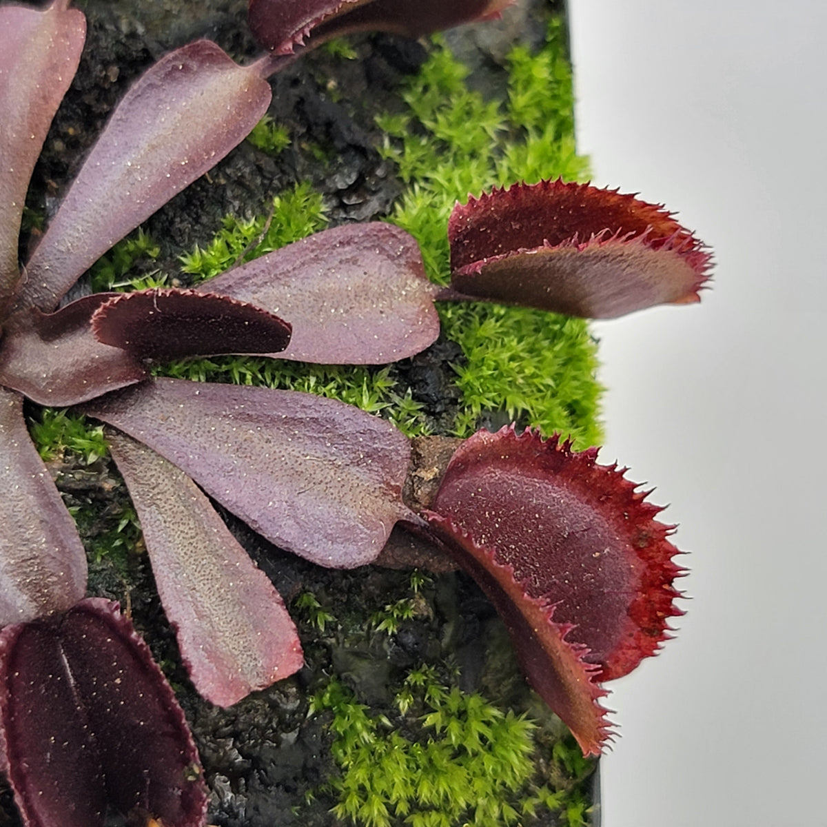 Midnight Venus Flytrap (Dionaea muscipula) – Live Carnivorous Plant – Venus flytrap