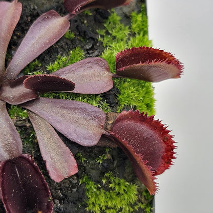Midnight Venus Flytrap (Dionaea muscipula) – Live Carnivorous Plant – Venus flytrap