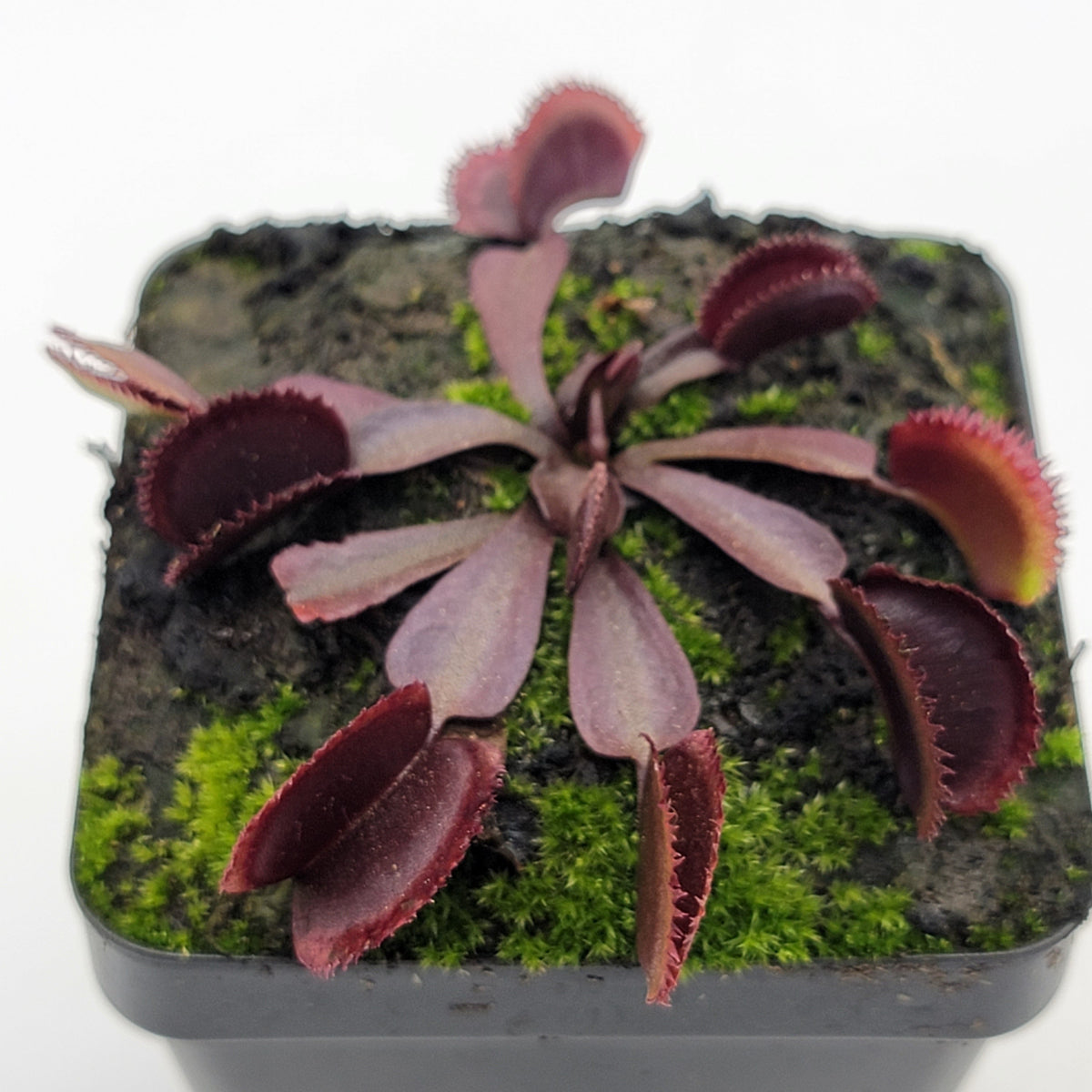Midnight Venus Flytrap (Dionaea muscipula) – Live Carnivorous Plant – Venus flytrap