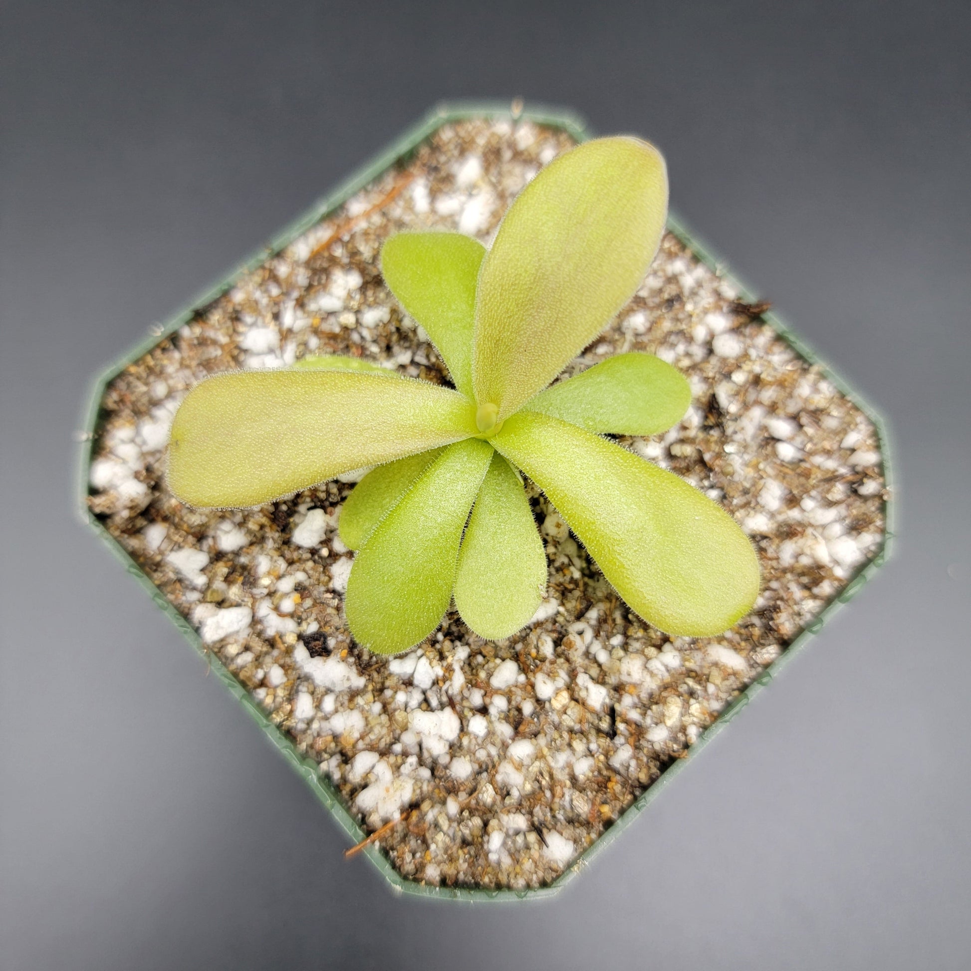 Pinguicula gigantea red – Butterworts