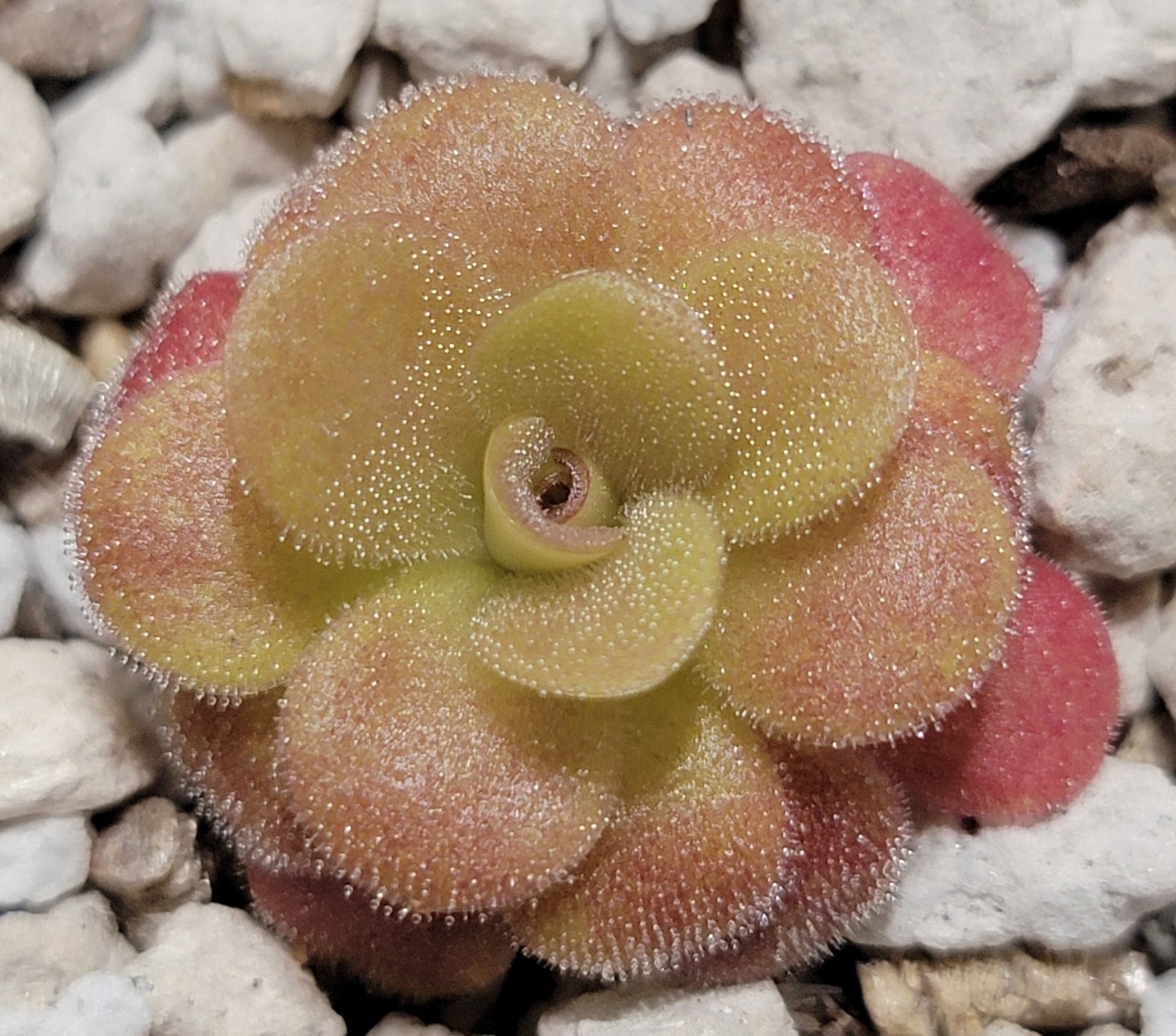 Pinguicula martinezii – Rare Carnivorous Butterwort | Queretaro Mexico Native Live Plant – Butterworts