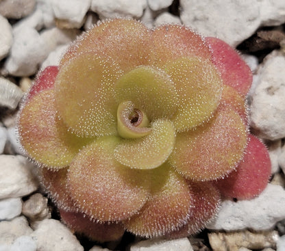 Pinguicula martinezii – Rare Carnivorous Butterwort | Queretaro Mexico Native Live Plant – Butterworts
